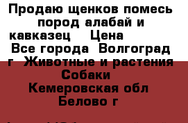 Продаю щенков помесь пород алабай и кавказец. › Цена ­ 1 500 - Все города, Волгоград г. Животные и растения » Собаки   . Кемеровская обл.,Белово г.